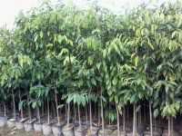 桂花树栽培介绍土壤机械组成与土壤质地土壤地理原理