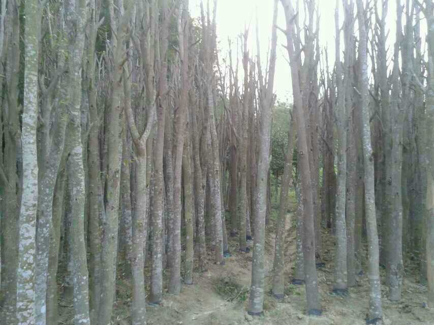 桂花树种植介绍各类土壤形态介绍