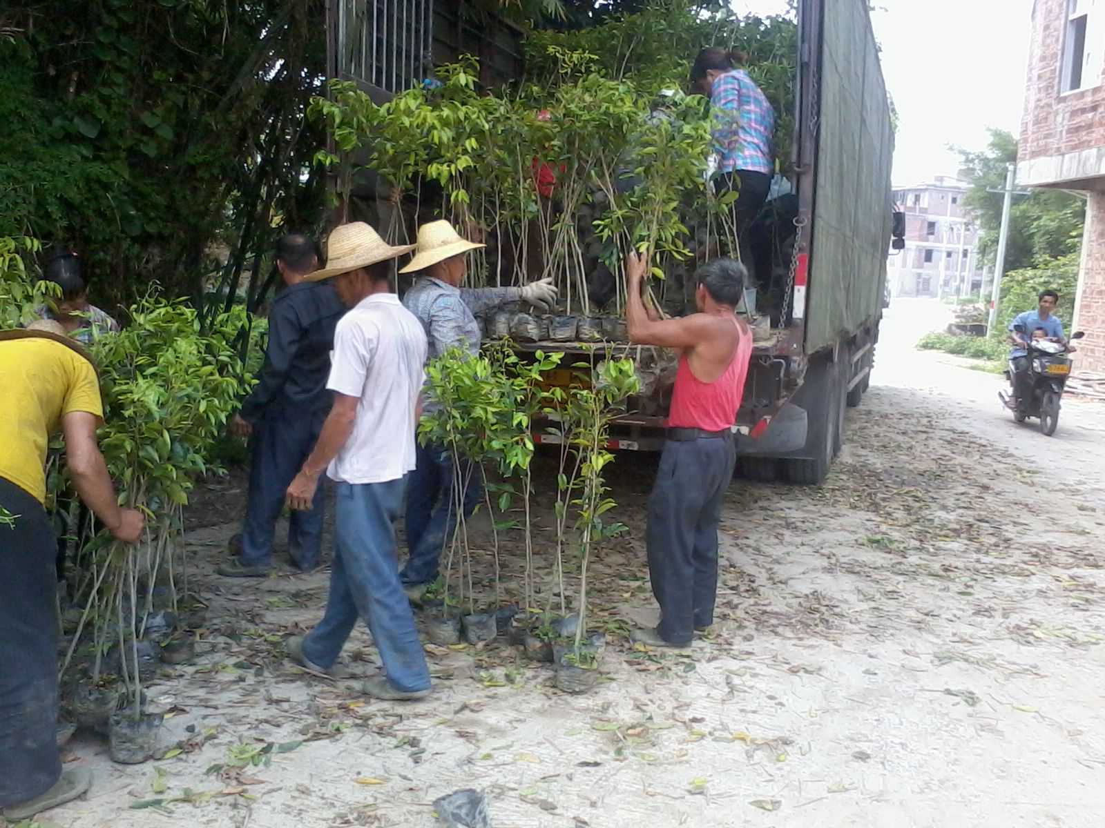 桂花树栽培介绍土壤的活有机体
