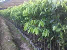 桂花树:评价桂花树木_no.147