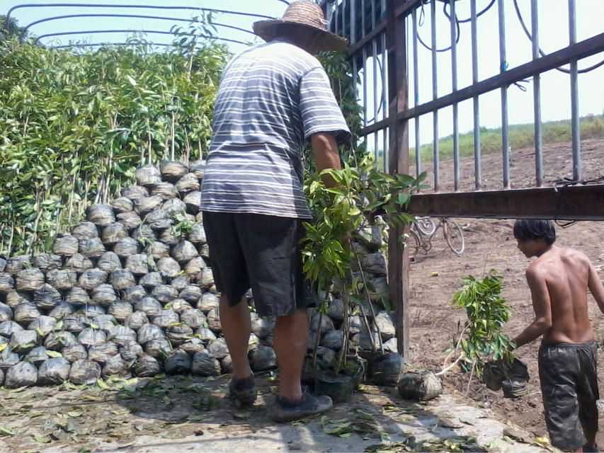 桂花树种植-冰水冲积和湖向沉积物