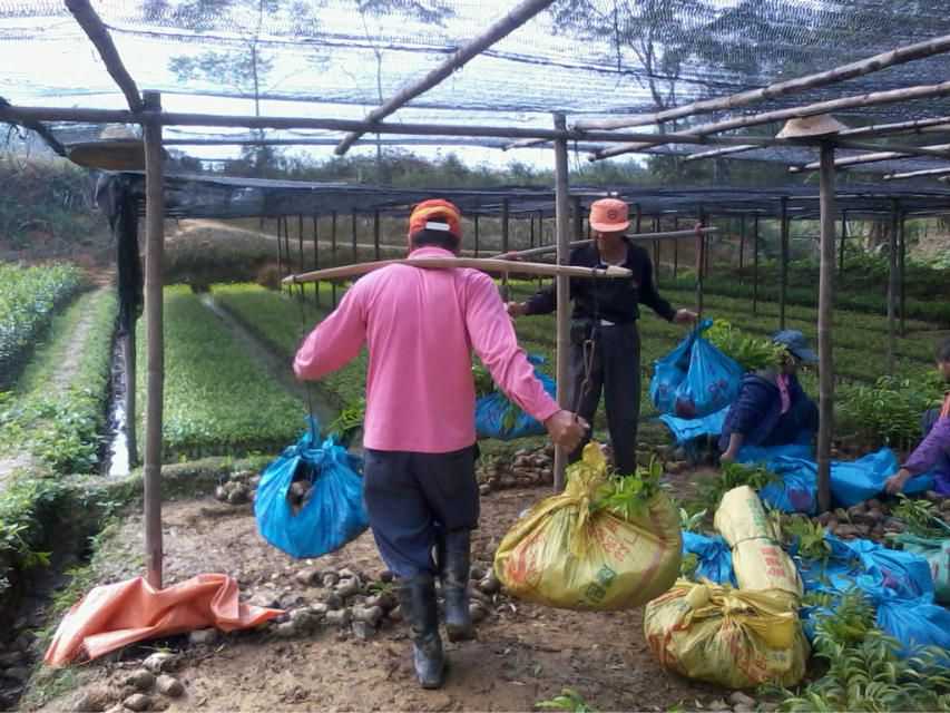 桂花树土壤溶液的氧化还原反应与地理环境