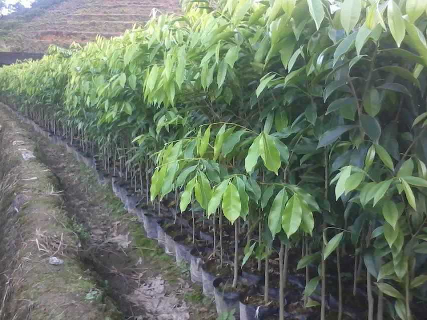 桂花树种植-土壤剖面和它的平卧呈层