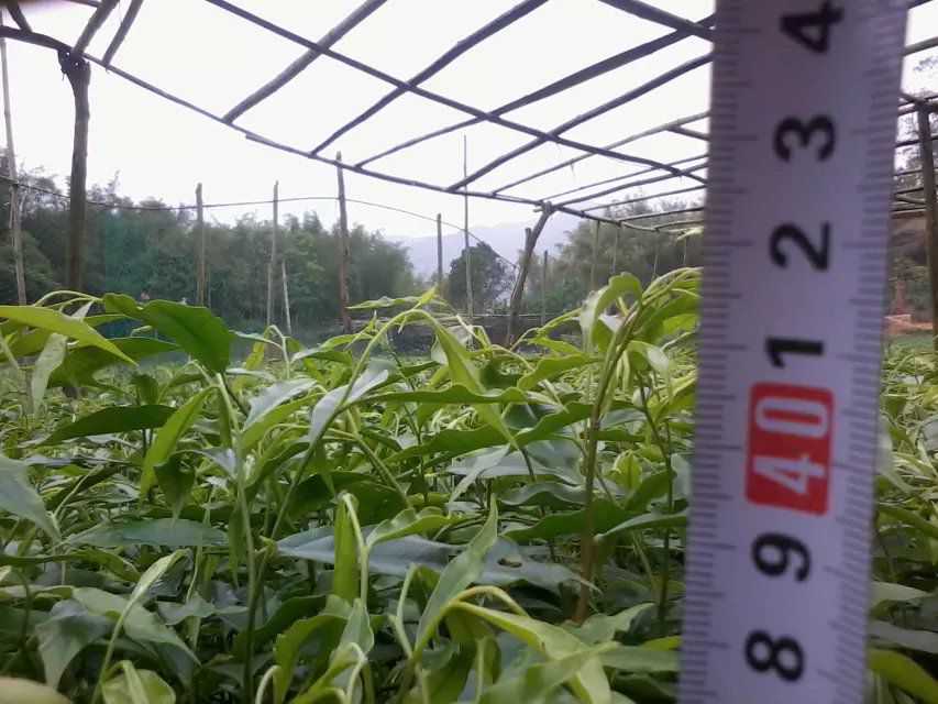 在一块桂花树木的槟榔汁_no.171