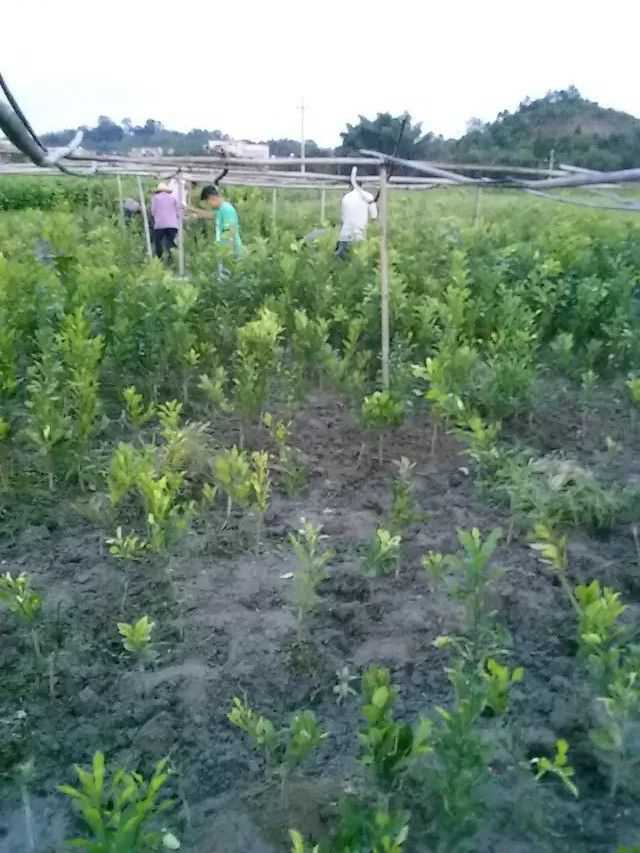 桂花树种植-坡积岩届