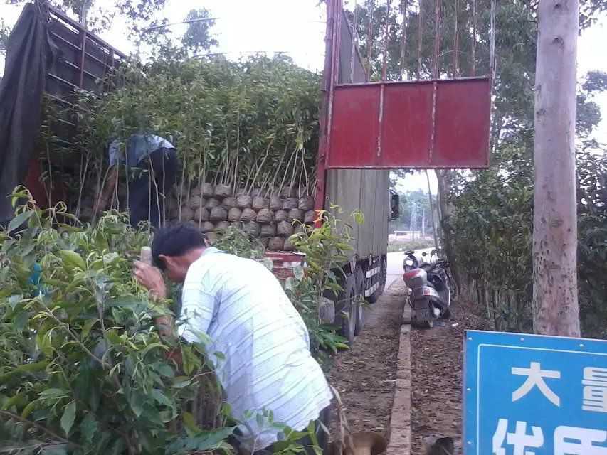 桂花树种植-始成土纲几个鉴定特征