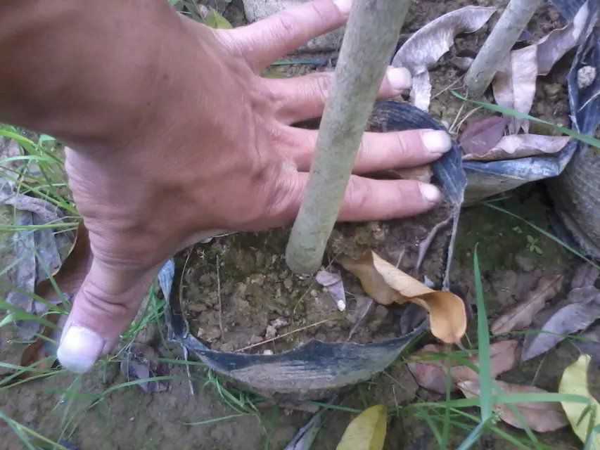 桂花树种植-影响土壤形成的因素。