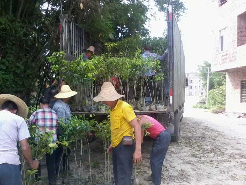 桂花树种植-旱成土纲（干旱土壤）