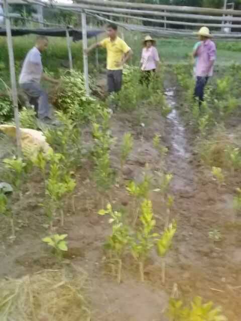 桂花树种植-矿质土壤4种主要的成分