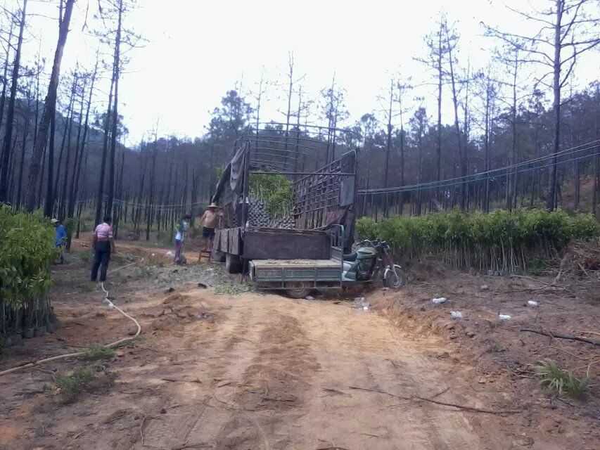 桂花树种植-自然土壤学与农业土壤学