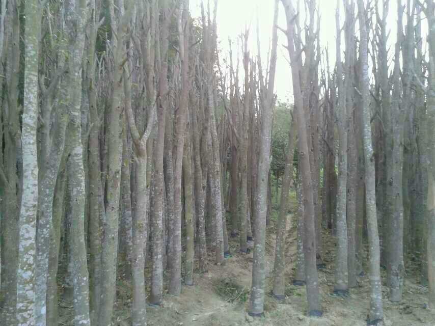 桂花树种植-野外土壤研究