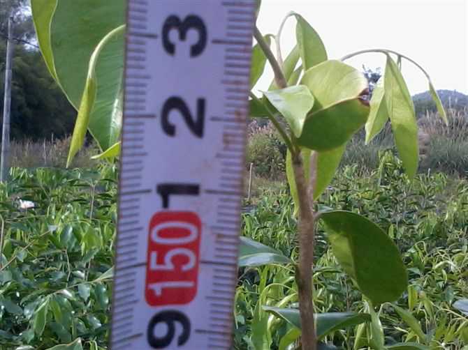 桂花树:龙涎香和桂花树木_no.23