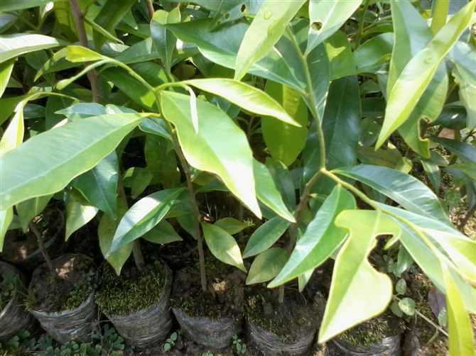 桂花树:柬埔寨的两家公司购买了海南桂花树技术_no.255