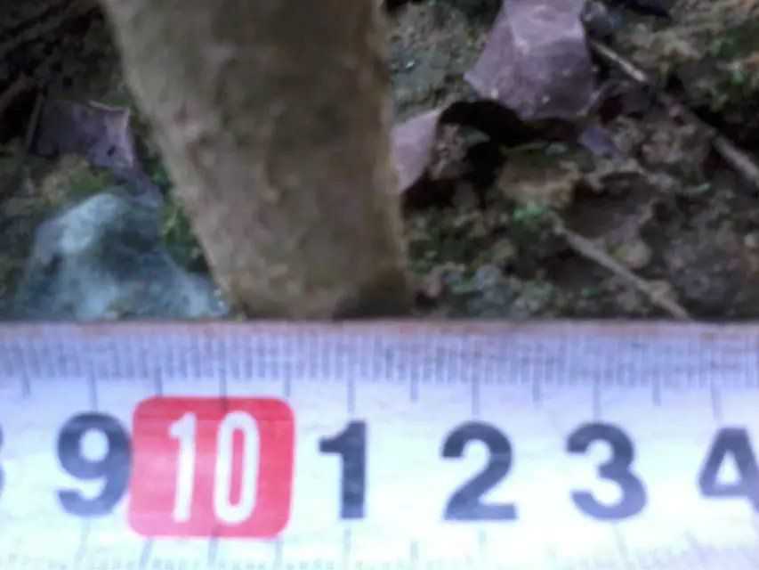 在桂花树木中进行癌症治疗_no.30