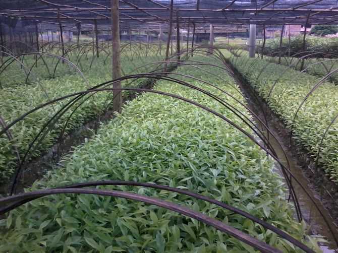 关于桂花树和烤鱿鱼的六个问题_no.56