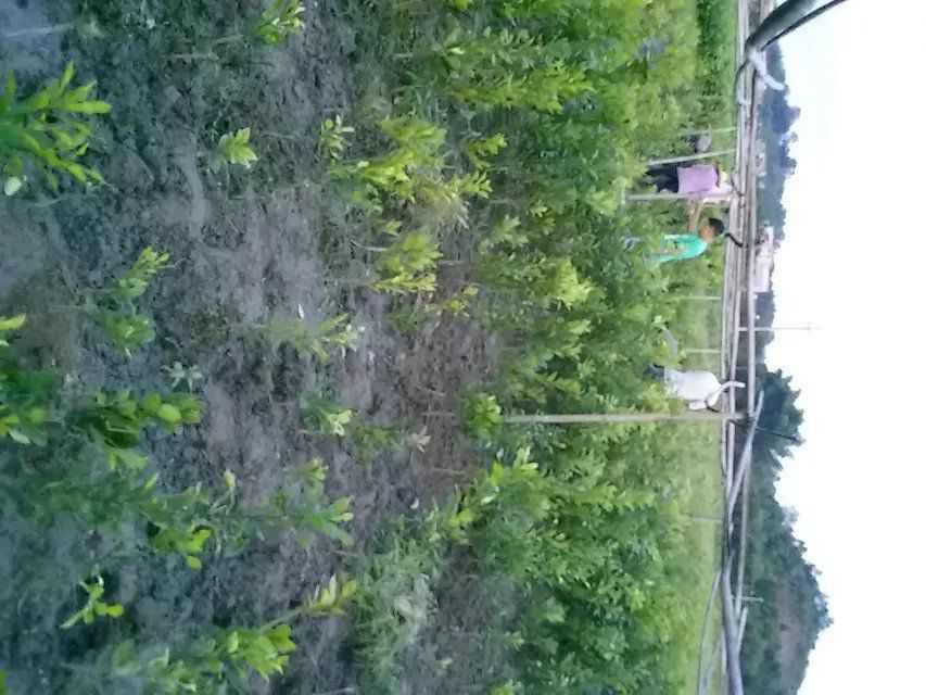 在桂花树木中进行癌症治疗_no.59